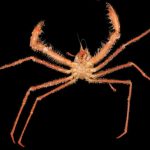 Crab of Mazu (1)