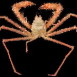 Crab of Mazu (2)