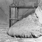 Elephant’s Foot (1)