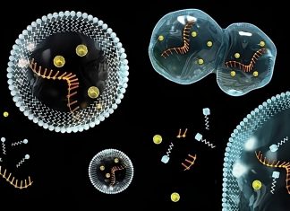 Αρχή της Ζωής