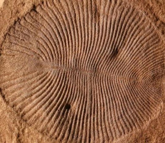 Πριν από 500 εκατ. χρόνια περίεργα πλάσματα αναδύθηκαν στην Γη. Τώρα ξέρουμε τι συνέβη