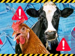 h5n1