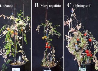 πειράματα τροφίμων Άρη