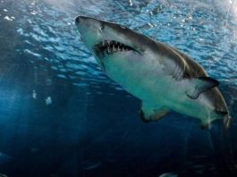 Αύξηση παρουσίας καρχαριών στα ελληνικά νερά. Έχουμε καταγεγραμμενες επιθέσεις; Καρχαρίας Ελλάδα