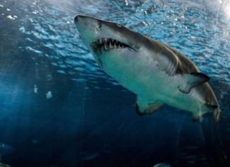 Καρχαρίας Ελλάδα