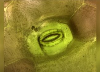 Φυτά αναπνέουν