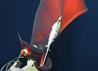 γιγάντιο καλαμάρι