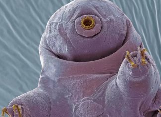 πλάσμα τέλος του κόσμου