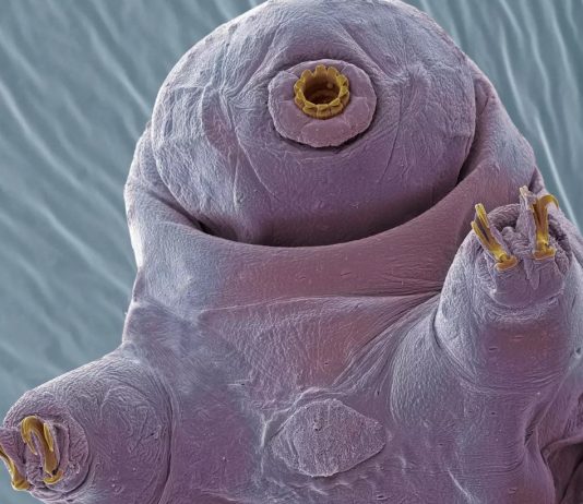 πλάσμα τέλος του κόσμου