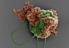 βιοϋβριδικά μικρορομπότ καρκίνο