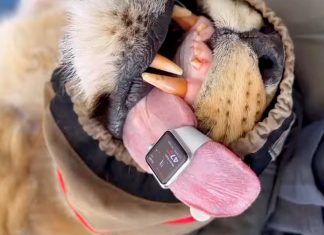 Apple Watch Λιοντάρι