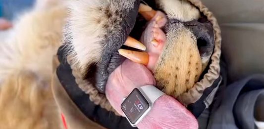 Το είδαμε και αυτό, χρησιμοποίησαν Apple Watch για να παρακολουθούν την καρδιά λιονταριού Apple Watch Λιοντάρι