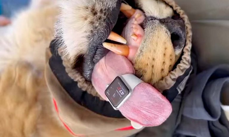 Apple Watch Λιοντάρι
