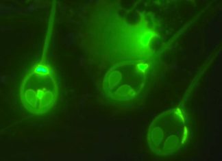 οξυγόνο μιτοχόνδρια Henneguya salminicola