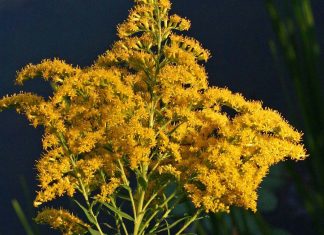 χρυσίζοντα φυτά ευφυές ευφυή