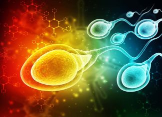 μικροπλαστικά μικροπλαστικών όρχεις