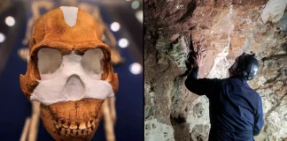 Homo Nedali
