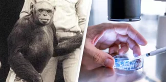 humanzee