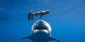 επιθέσεις καρχαριών
