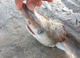 καρχαρίες κοκαΐνης