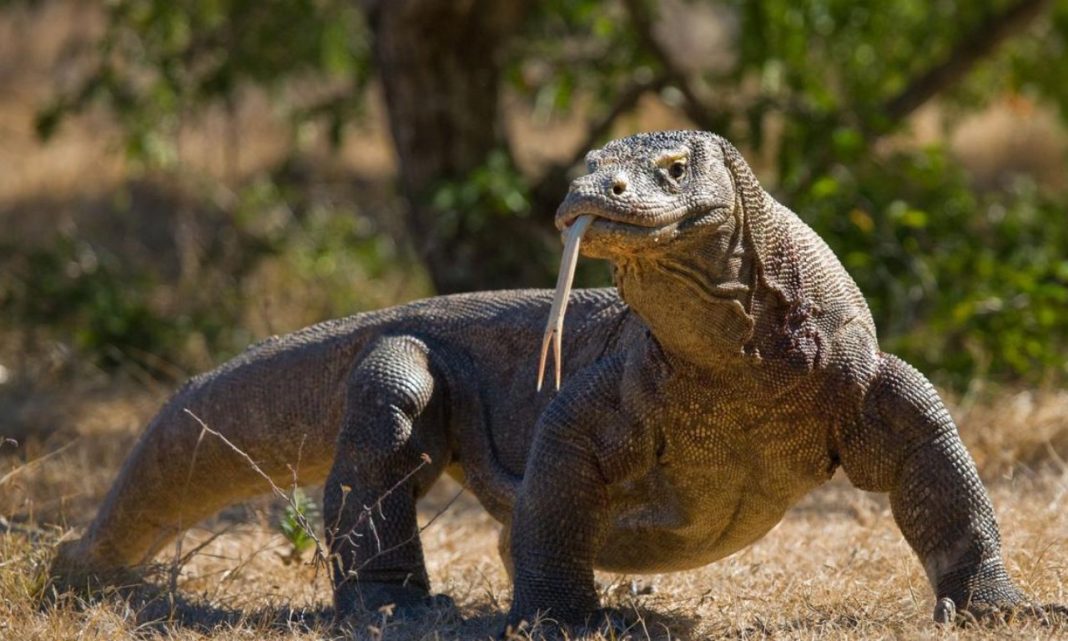 Komodo Dragon δόντι δόντια