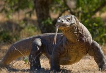 Komodo Dragon δόντι δόντια