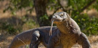 Komodo Dragon δόντι δόντια