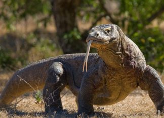 Komodo Dragon δόντι δόντια
