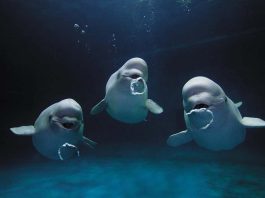 φάλαινες μπελούγκα