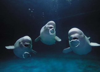 φάλαινες μπελούγκα