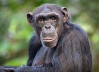 χιμπατζήδες μιλούν