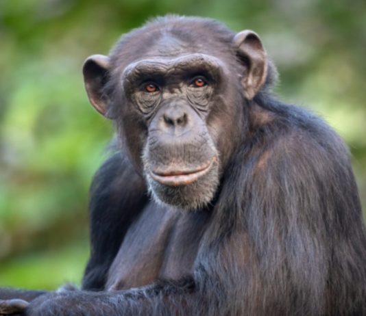 χιμπατζήδες μιλούν