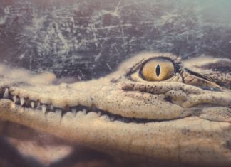 κροκόδειλο 3.000 ετών