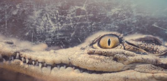 κροκόδειλο 3.000 ετών