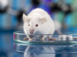 έλεγχος μυαλού ποντίκια