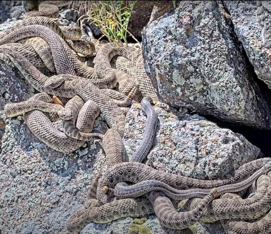 Παρακολουθήστε σε πραγματικό χρόνο ένα τεράστιο “κρησφύγετο” από κροταλίες (βίντεο) κροταλίες