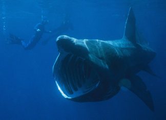 καρχαρίας προσκυνητής