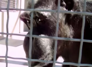 χιμπατζήδες μαμά λέξεις ομιλία