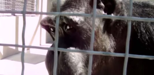 χιμπατζήδες μαμά λέξεις ομιλία