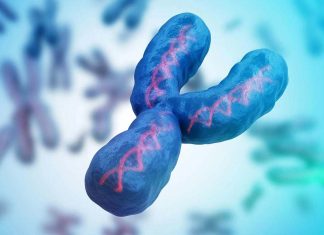 Χρωμόσωμα Y Φύλο Άνδρες