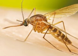 αντικουνουπικό