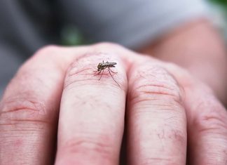 ιογενή εγκεφαλίτιδα κουνούπια EEE