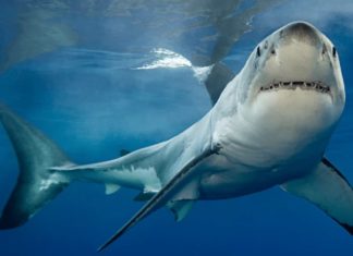 καρχαρίες Ελληνικές παραλίες