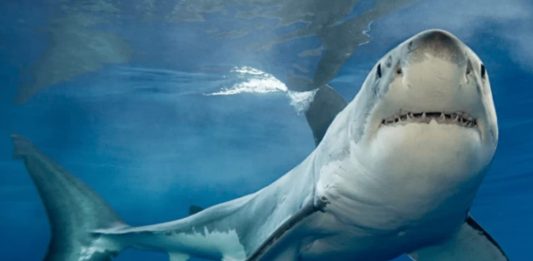 καρχαρίες Ελληνικές παραλίες