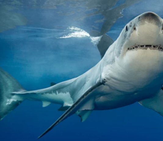 καρχαρίες Ελληνικές παραλίες