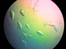 πρωτεΐνη καρκίνο DdrC