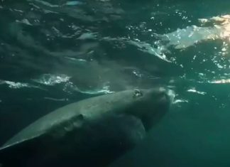 πολικοί καρχαρίες