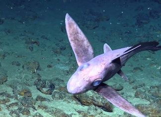 καρχαρία φάντασμα