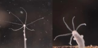 αθάνατο πλάσμα καρκίνο