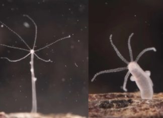 αθάνατο πλάσμα καρκίνο